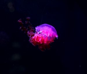 Preview wallpaper jellyfish, glow, phosphorus, underwater world