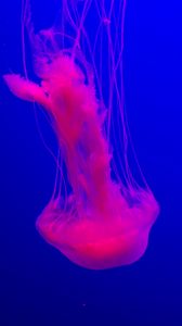 Preview wallpaper jellyfish, glow, pink, blue, underwater world