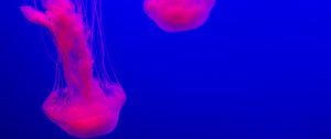 Preview wallpaper jellyfish, glow, pink, blue, underwater world