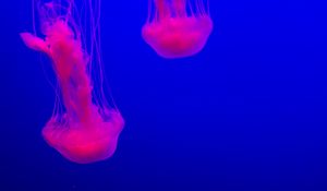 Preview wallpaper jellyfish, glow, pink, blue, underwater world