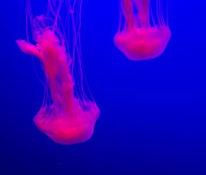 Preview wallpaper jellyfish, glow, pink, blue, underwater world