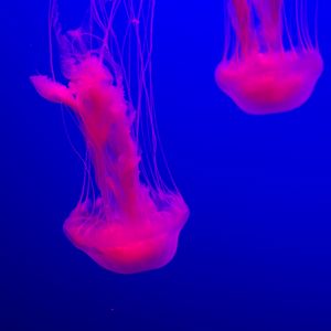 Preview wallpaper jellyfish, glow, pink, blue, underwater world