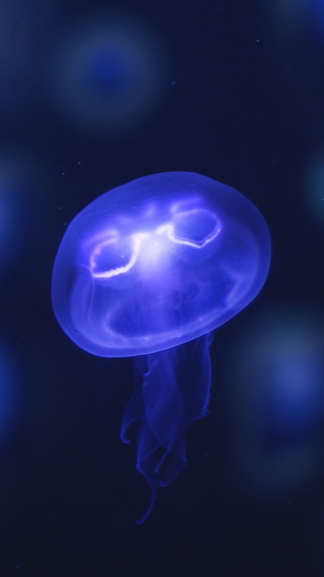 Download wallpaper 1350x2400 jellyfish, glow, purple, neon, underwater