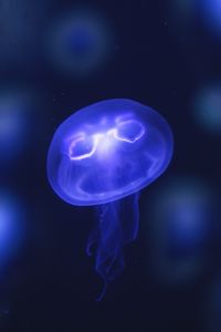 Preview wallpaper jellyfish, glow, purple, neon, underwater world