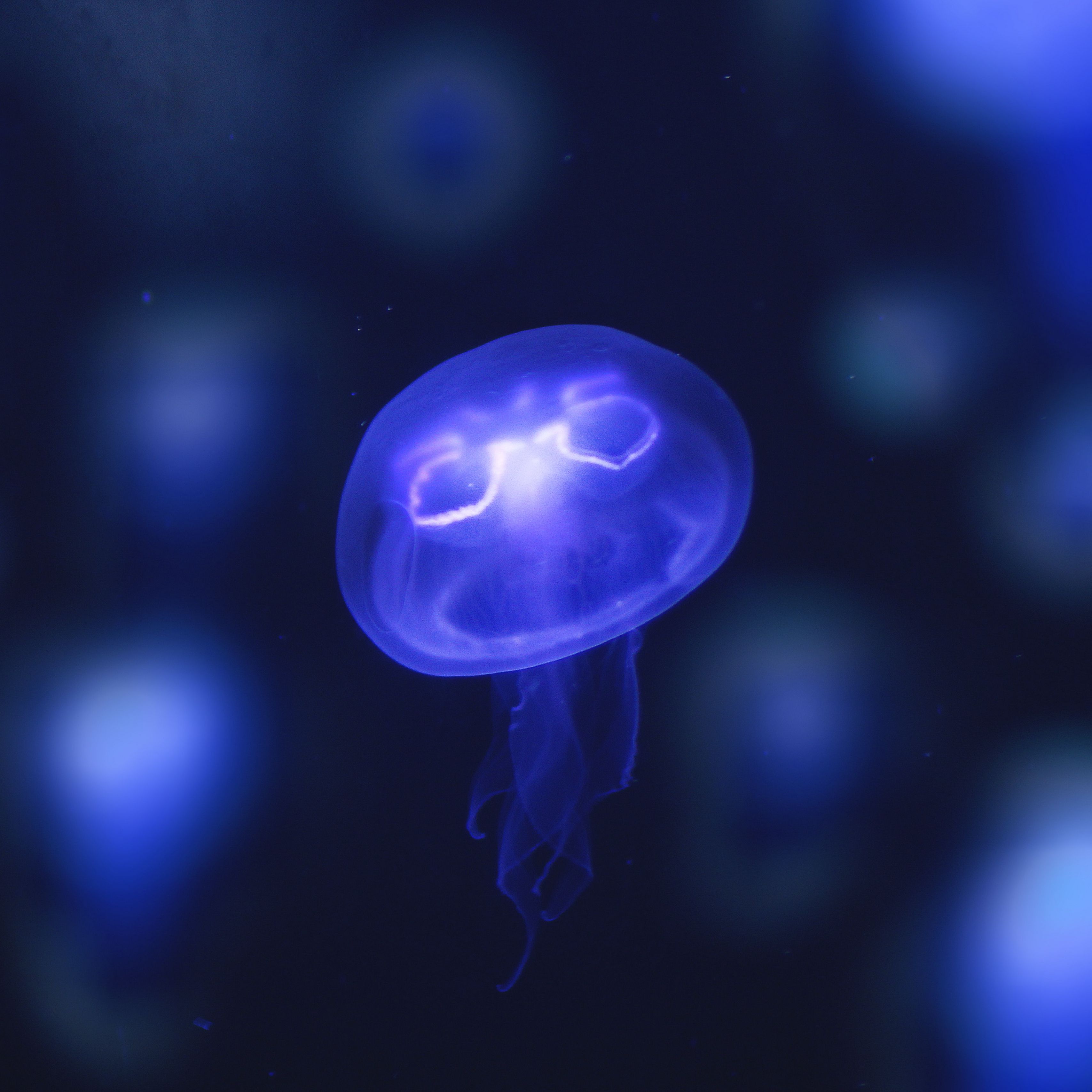 Download wallpaper 3415x3415 jellyfish, glow, purple, neon, underwater  world ipad pro 