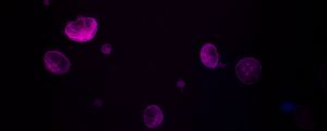 Preview wallpaper jellyfish, glow, purple, dark, underwater
