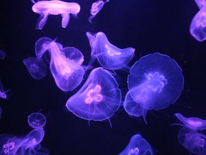 Preview wallpaper jellyfish, glow, tentacle, dark