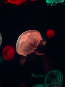 Preview wallpaper jellyfish, glow, tentacle, water, dark