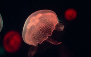 Preview wallpaper jellyfish, glow, tentacle, water, dark