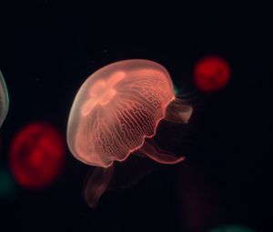 Preview wallpaper jellyfish, glow, tentacle, water, dark