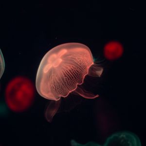 Preview wallpaper jellyfish, glow, tentacle, water, dark