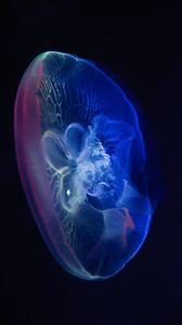 Preview wallpaper jellyfish, glow, transparent, water, underwater