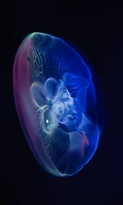 Preview wallpaper jellyfish, glow, transparent, water, underwater