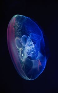 Preview wallpaper jellyfish, glow, transparent, water, underwater