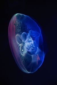 Preview wallpaper jellyfish, glow, transparent, water, underwater