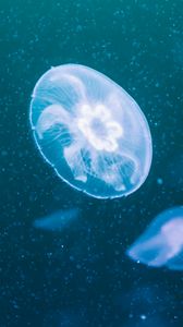 Preview wallpaper jellyfish, glow, transparent, underwater, blue