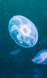 Preview wallpaper jellyfish, glow, transparent, underwater, blue