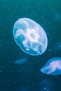 Preview wallpaper jellyfish, glow, transparent, underwater, blue