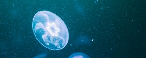 Preview wallpaper jellyfish, glow, transparent, underwater, blue