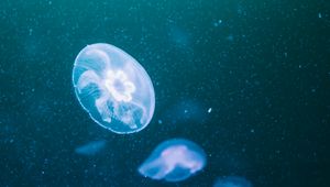 Preview wallpaper jellyfish, glow, transparent, underwater, blue