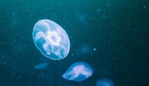 Preview wallpaper jellyfish, glow, transparent, underwater, blue