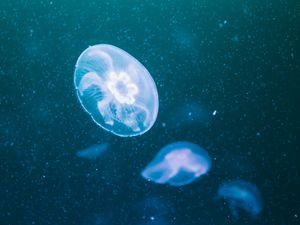 Preview wallpaper jellyfish, glow, transparent, underwater, blue