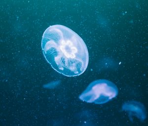 Preview wallpaper jellyfish, glow, transparent, underwater, blue