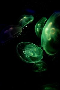 Preview wallpaper jellyfish, glow, underwater, green, dark