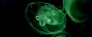 Preview wallpaper jellyfish, glow, underwater, green, dark