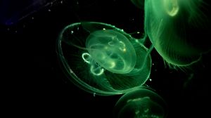 Preview wallpaper jellyfish, glow, underwater, green, dark