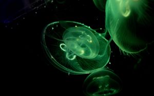 Preview wallpaper jellyfish, glow, underwater, green, dark
