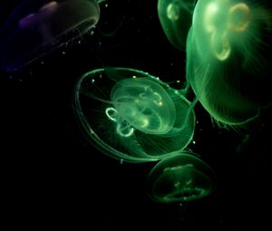 Preview wallpaper jellyfish, glow, underwater, green, dark