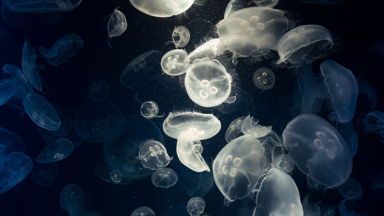 Wallpaper jellyfish, glow, underwater, creatures