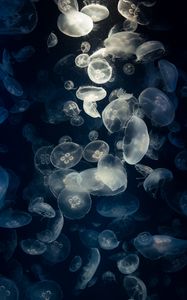 Preview wallpaper jellyfish, glow, underwater, creatures