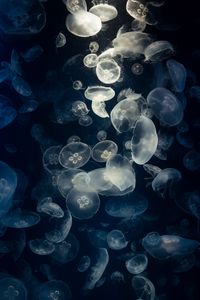 Preview wallpaper jellyfish, glow, underwater, creatures