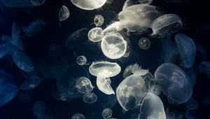 Preview wallpaper jellyfish, glow, underwater, creatures