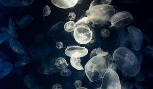 Preview wallpaper jellyfish, glow, underwater, creatures