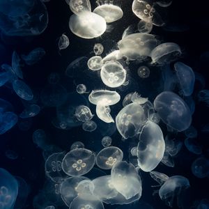 Preview wallpaper jellyfish, glow, underwater, creatures