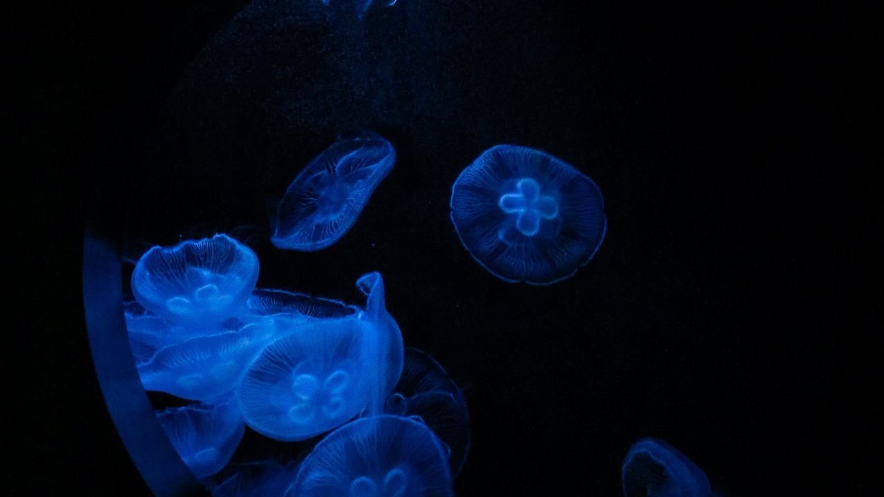 Wallpaper jellyfish, glow, underwater, water, porthole, macro, blue