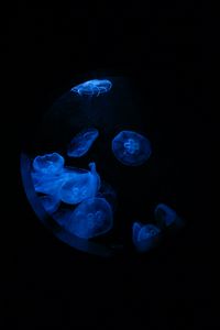 Preview wallpaper jellyfish, glow, underwater, water, porthole, macro, blue