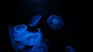 Preview wallpaper jellyfish, glow, underwater, water, porthole, macro, blue