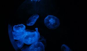 Preview wallpaper jellyfish, glow, underwater, water, porthole, macro, blue