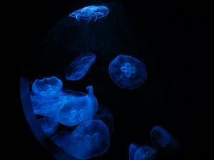 Preview wallpaper jellyfish, glow, underwater, water, porthole, macro, blue