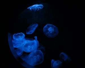 Preview wallpaper jellyfish, glow, underwater, water, porthole, macro, blue