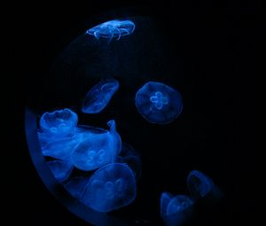Preview wallpaper jellyfish, glow, underwater, water, porthole, macro, blue