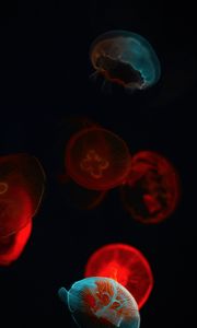 Preview wallpaper jellyfish, glow, underwater world, dark