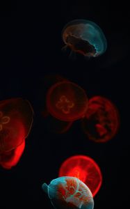 Preview wallpaper jellyfish, glow, underwater world, dark