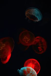 Preview wallpaper jellyfish, glow, underwater world, dark