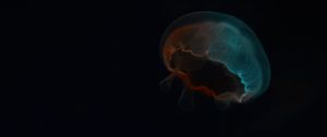 Preview wallpaper jellyfish, glow, underwater world, dark