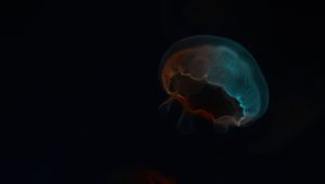 Preview wallpaper jellyfish, glow, underwater world, dark